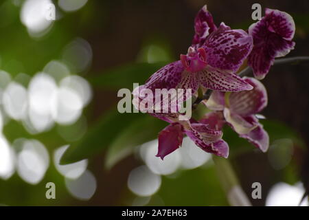 Orchidea viola in Brasile Foto Stock