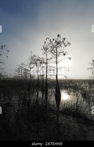 Dwarf Cipressi nella nebbia mattutina in cipresso Nana Foresta del Parco nazionale delle Everglades della Florida, d'inverno. Foto Stock
