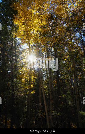 Il tardo pomeriggio di sole risplende attraverso una foresta di autunno piena di colorati aspen alberi. Foto Stock
