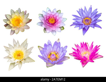 Fiore di loto gruppo isolato su sfondo bianco Foto Stock