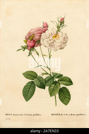 Proliferous Cels rosa, rosa damascena var. incarnata-maxima, Rosier de Cels à fleurs proliferes. Imbianchini Handcolored incisione su rame di Pierre Joseph Redoute 'Les Roses", Parigi, 1828. Redoute fu artista botanico di Maria Antonietta e imperatrice Giuseppina. Dipinse oltre 170 acquerelli di rose dai giardini del Malmaison. Foto Stock