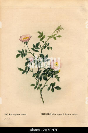 Siepe rosa rosa, rosa agrestis varietà, Rosier des hayes à fleurs rose. Imbianchini Handcolored incisione su rame di Pierre Joseph Redoute 'Les Roses", Parigi, 1828. Redoute fu artista botanico di Maria Antonietta e imperatrice Giuseppina. Dipinse oltre 170 acquerelli di rose dai giardini del Malmaison. Foto Stock