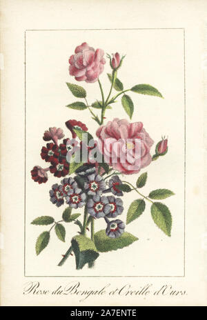 Indian Rose, Rose de Bengale, Rosa indica, e Primula padiglione auricolare, oreille d'nostra. Botanico Handcolored incisione da 'Le Jardinier Fleuriste, dedie aux Dames", Parigi, 1819. I versi sono firmati da Bérenger Laurent-Pierre (1749-1822), che può essere l'autore di questo lavoro. Foto Stock