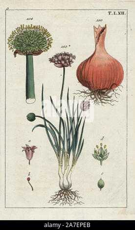 Erba cipollina, Allium schoenoprasum 183, e il Gallese cipolla, Allium fistulosum, fiore 184 e lampadina 185. Handcolored incisione su rame di una illustrazione botanica da G. T. Wilhelm 'Unterhaltungen aus der Naturgeschichte' (Enciclopedia di Storia Naturale), Augsburg, 1811. Gottlieb Tobias Wilhelm (1758-1811) era un sacerdote e naturalista ad Augsburg, in Baviera. Foto Stock