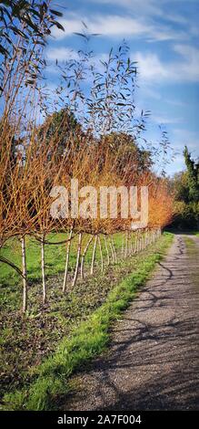 Una fila di willow alberi con foglie d'oro Foto Stock