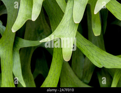 Dettaglio Texture su foglie di felce Elkhorn , Platycerium coronarium Foto Stock