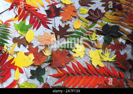 Multi-colore caduto foglie di autunno da diversi alberi giacciono su strada Foto Stock