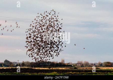 Burscough, Lancashire. Regno Unito Meteo; 2° Nov 2019. Per gli storni gregge all'alba compiendo incredibili e quasi coreografico movimenti insieme prima di assestarsi; grandi gruppi di storni che torcere, girarla in picchiata e swirl attraverso il cielo sono perfettamente cambia forma e direzione nella coreografia perfettamente i movimenti come il caldo fino al sole del mattino. Credito: MediaWorldImages/Alamy Live News Foto Stock