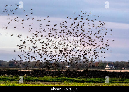 Burscough, Lancashire. Regno Unito Meteo; 2° Nov 2019. Per gli storni gregge all'alba compiendo incredibili e quasi coreografico movimenti insieme prima di assestarsi; grandi gruppi di storni che torcere, girarla in picchiata e swirl attraverso il cielo sono perfettamente cambia forma e direzione nella coreografia perfettamente i movimenti come il caldo fino al sole del mattino. Credito: MediaWorldImages/Alamy Live News Foto Stock