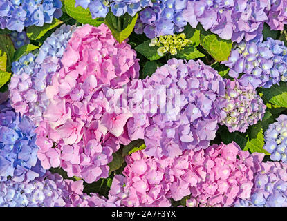 Fioritura le ortensie, ortensie Foto Stock