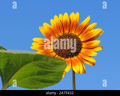 Girasole in fiore contro un cielo blu Foto Stock
