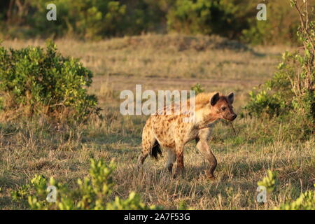 Spotted hyena (crocuta crocuta) nella savana africana. Foto Stock