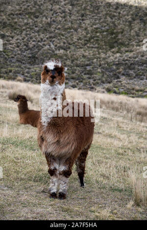 Alpaca in corrispondenza del Chimborazo Lodge at 3970 m ai piedi del Vulcano Chimborazo in Ecuador. Foto Stock