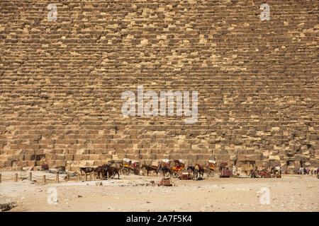 I cammelli e hors i cavi elettrici sono in attesa per i turisti in fondo Khufu piramide sul caldo giorno d'estate Foto Stock