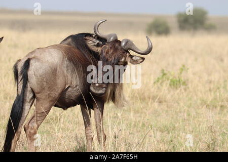 Wildebeests nella savana africana. Foto Stock