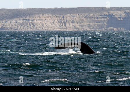 Southern Right Whale nel Golfo Nuevo vicino Punta Piramidis sulla Penisola Valdes, Patagaonia, Cubut, Argentina. Foto Stock