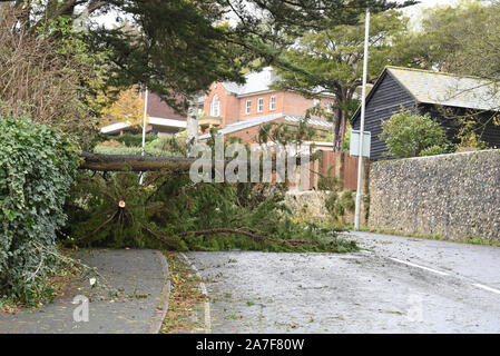 Lyme Regis, Dorset, Regno Unito. Il 2 novembre 2019. Regno Unito: Meteo maltempo e gale force venti portare alberi distrugge nel West Dorset. Un percorso principale in località costiera di Lyme Regis è bloccato da un grande albero caduto. I veicoli sono forzato sull'altro lato della strada per evitare la struttura ad albero e rami spezzati. Avvertimenti restano in posizione attraverso il Sud Ovest come la tempesta le condizioni vengono impostate per continuare. Credito: Celia McMahon/Alamy Live News. Foto Stock