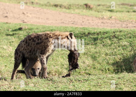 Avvistato iena con un gnu pelle, nella savana africana. Foto Stock