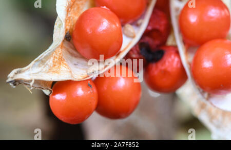 Close-up di frutti di Iris puzzolente in autunno Foto Stock