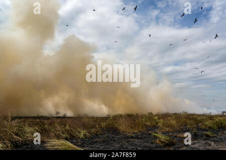 Bushfire controllato nel Parco Nazionale di Kakadu con uccelli diversa, Territorio del Nord, l'Australia Foto Stock