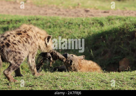 Avvistato iena con un gnu pelle, nella savana africana. Foto Stock