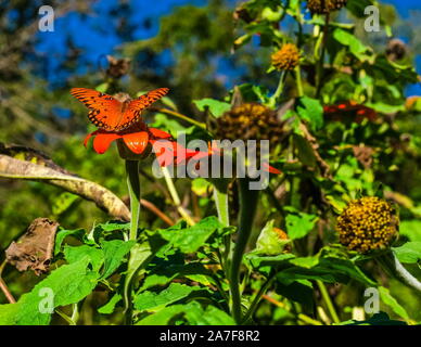 Un arancione farfalla monarca su un arancio Daisy nella tarda estate Foto Stock