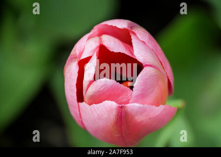 Aprire parzialmente pink tulip flowerhead. La messa a fuoco in primo piano. Foto Stock