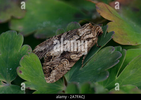 Archi scuro tarma Apamea monoglypha Foto Stock