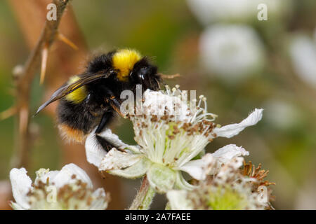 Inizio a Bumblebee, Bombus pratorum, su Blackberry Foto Stock
