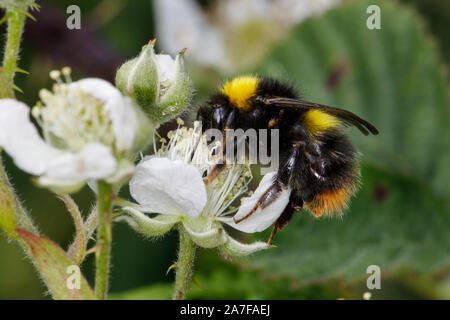 Inizio a Bumblebee, Bombus pratorum, su Blackberry Foto Stock