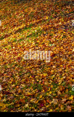 Appena caduto foglie di autunno su un leggero pendio Foto Stock