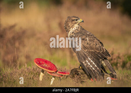 Comune poiana, Buteo buteo, appollaiato su un vecchio ceppo di albero, vicino a fly agaric funghi Foto Stock