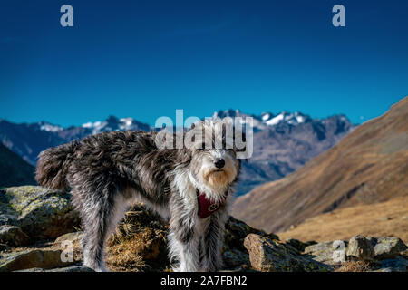 Ritratto di un soffice bianco e nero cane in alto su una montagna al Passo Rombo passo alpino con il Gruppo di Tessa montagne sullo sfondo Foto Stock