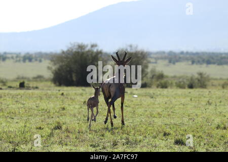 Topi mamma e bambino nella savana africana. Foto Stock