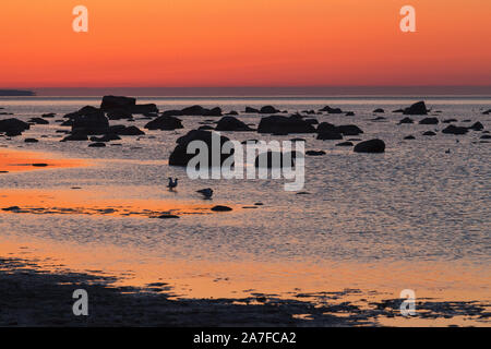 Colore rosso Cielo di tramonto sulla riva del mare con abbondanza di pietre e di uccelli sagome Foto Stock