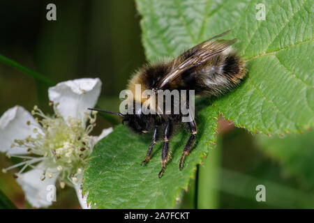 Forest Cuckoo Bumblebee,Bombus sylvestris Foto Stock