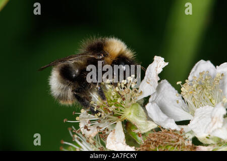 Forest Cuckoo Bumblebee,Bombus sylvestris Foto Stock