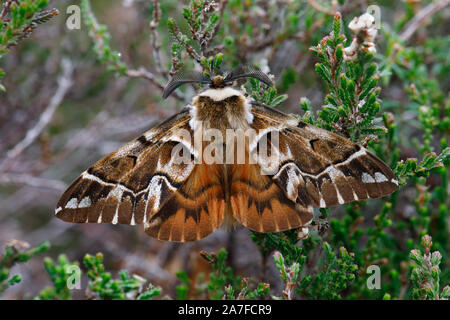 Kentish Gloria tarma Endromis versicolora Foto Stock