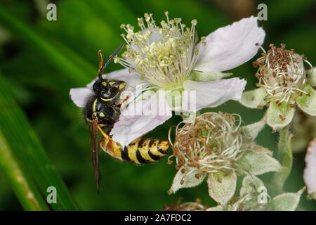 Red Wasp, Vespula rufa Foto Stock