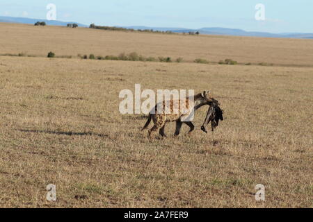 Avvistato iena con un gnu pelle, nella savana africana. Foto Stock