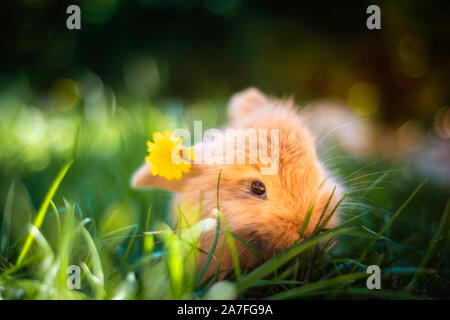 Carino giapponese arancione coniglio nano in giardino mangiare erba con un fiore giallo tra le orecchie.