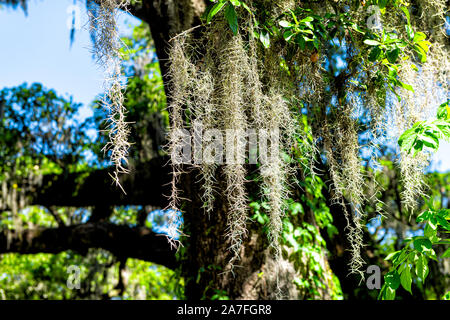 Southern lecci closeup di appendere muschio Spagnolo in New Orleans Audubon park sulla giornata soleggiata con albero verde della vita nel Quartiere Giardino di Louisia Foto Stock