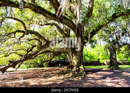 Vecchio Sud live oak in New Orleans Audubon park con appeso muschio Spagnolo nel Quartiere Giardino e spessi e albero della vita tronco con nessuno in Louisiana c Foto Stock