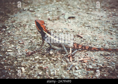 Crested Lizard nella giungla, Khao Sok National Park, Thailandia Foto Stock