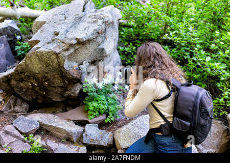 Maroon Bells Crater Lake escursione in Aspen Colorado nel luglio 2019 estate e donna fotografo indietro prendendo foto foto di fiori columbine Foto Stock