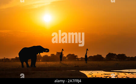 Elefanti e giraffe stagliano al tramonto in piedi da un waterhole Foto Stock