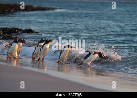 Pinguino Gentoo (Pygoscelis papua) direzione mare al mattino presto da una spiaggia di sabbia sul più deprimente isola nelle isole Falkland. Foto Stock