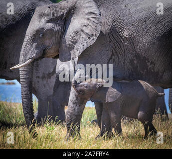 Un Baby Elephant camminando accanto a sua madre con il suo tronco in aria Foto Stock