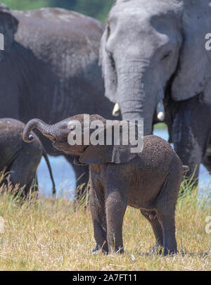 Un Baby Elephant camminando accanto a sua madre con il suo tronco in aria Foto Stock