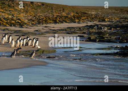 Pinguino Gentoo (Pygoscelis papua) direzione mare al mattino presto da una spiaggia di sabbia sul più deprimente isola nelle isole Falkland. Foto Stock